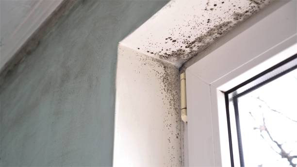 Best Black Mold Removal  in Ionia, MI